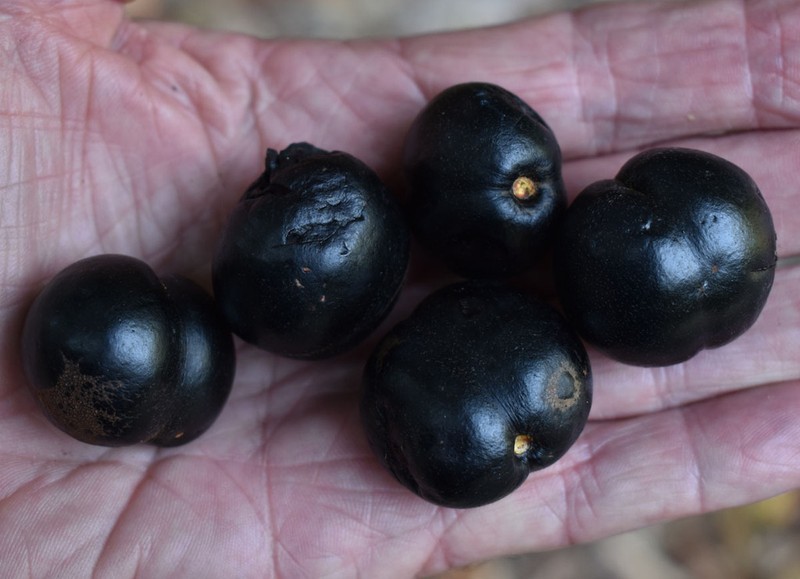 Prunus turneriana photo 3