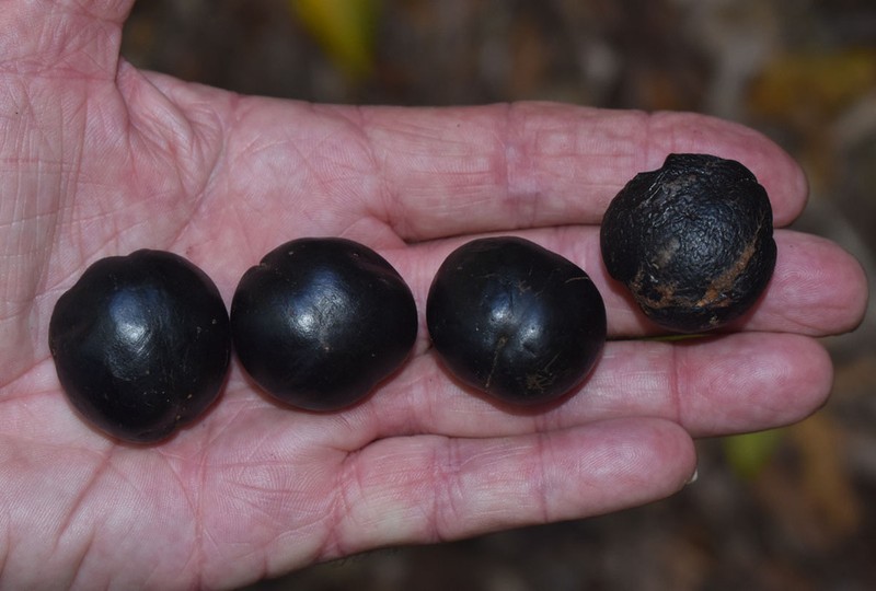 Prunus turneriana photo 4