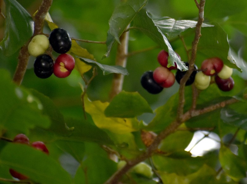 Prunus turneriana photo 5
