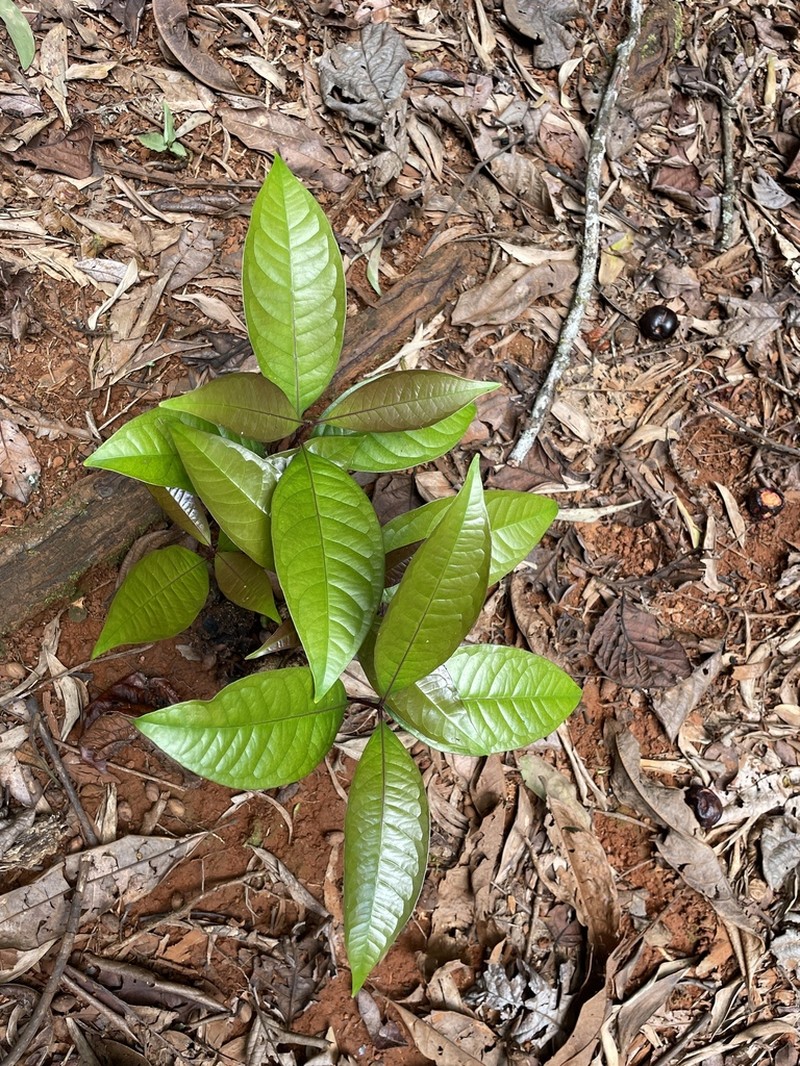 Prunus turneriana photo 7