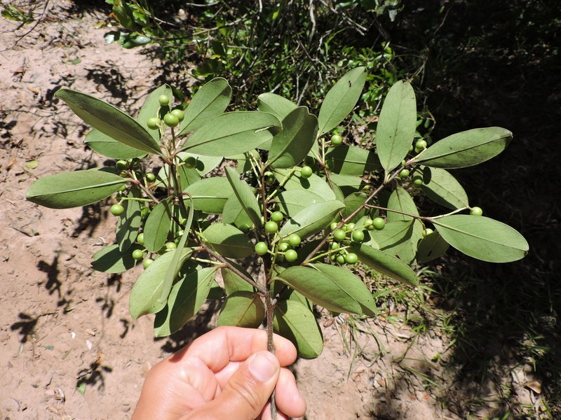 Prunus ulei