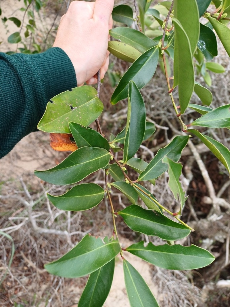 Prunus ulei photo 2
