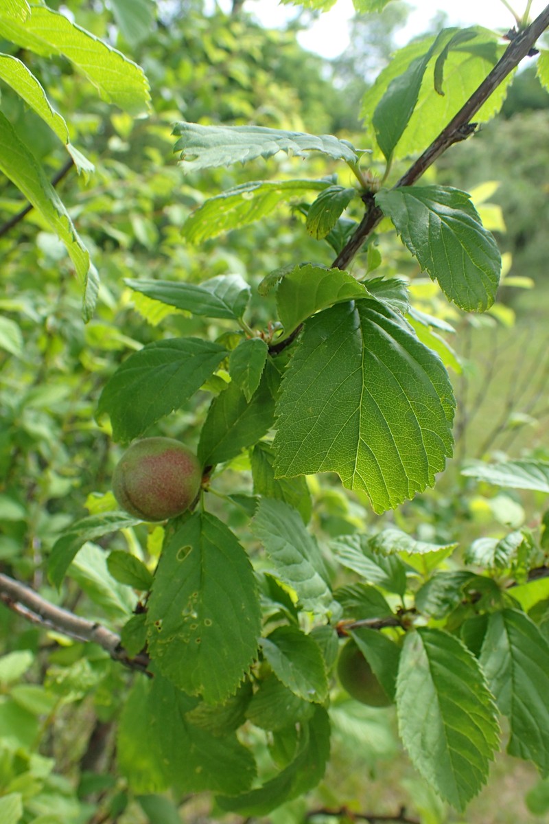 Prunus ulmifolia