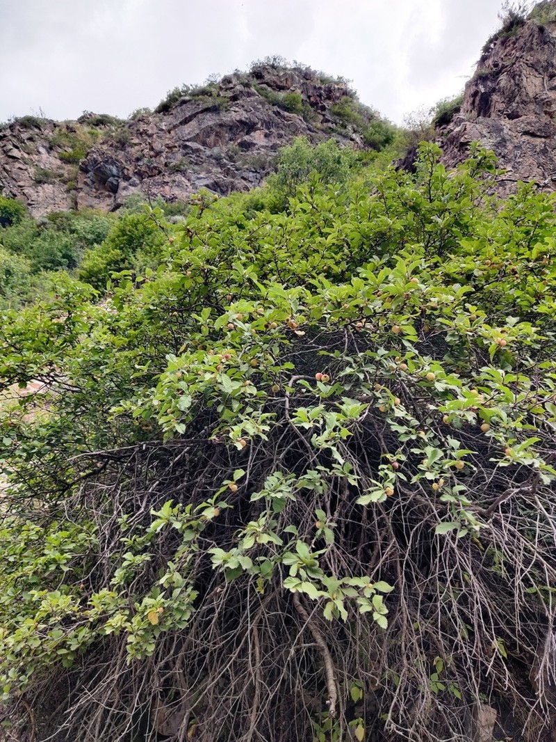 Prunus ulmifolia photo 2