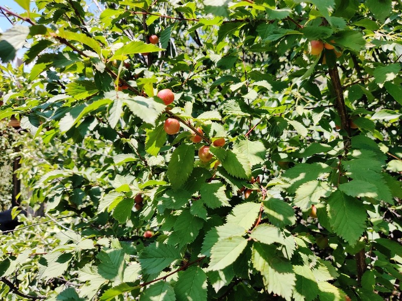 Prunus ulmifolia photo 3