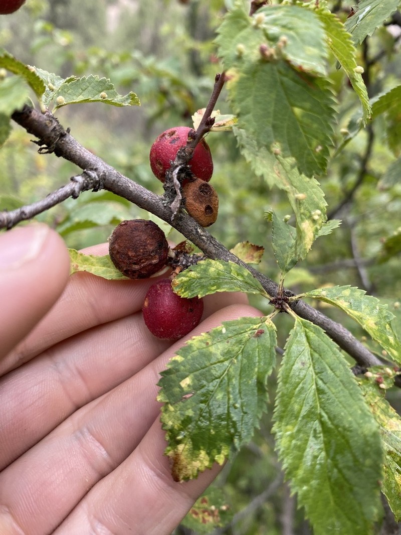 Prunus ulmifolia photo 4