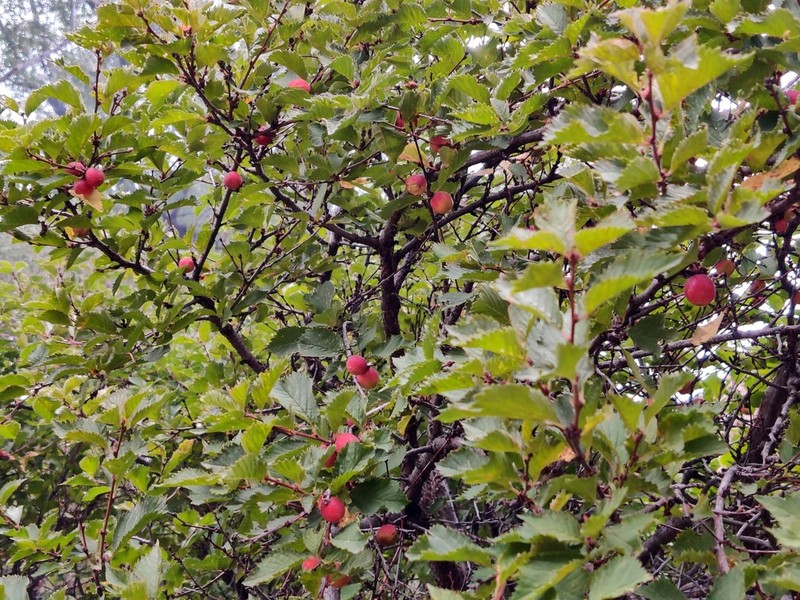 Prunus ulmifolia photo 5