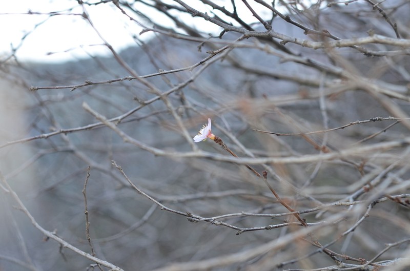 Prunus ulmifolia photo 6