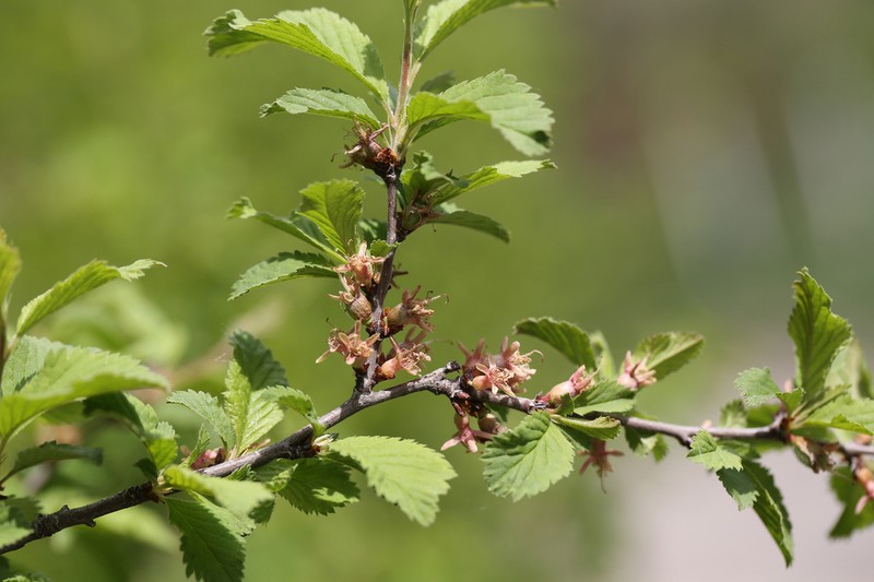 Prunus ulmifolia photo 7
