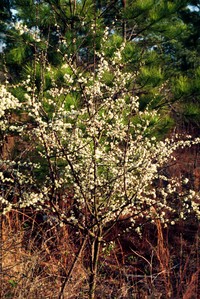 Hog Plum