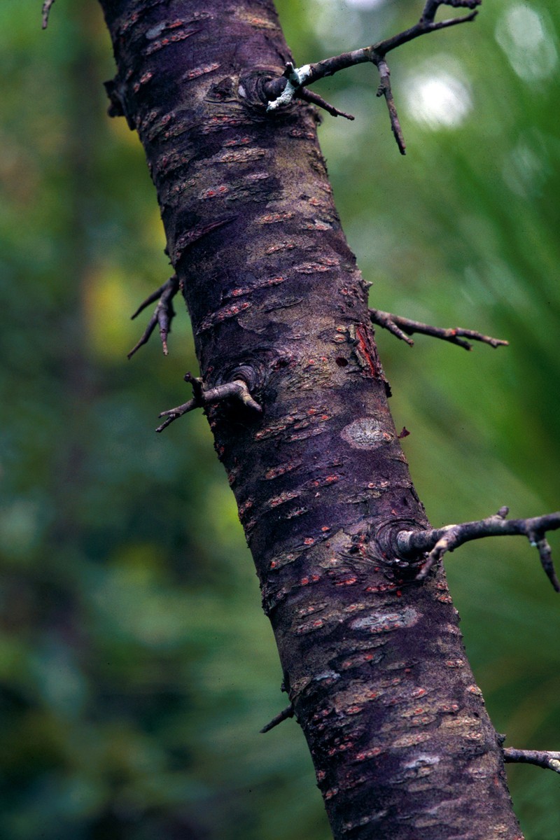 Hog Plum photo 2