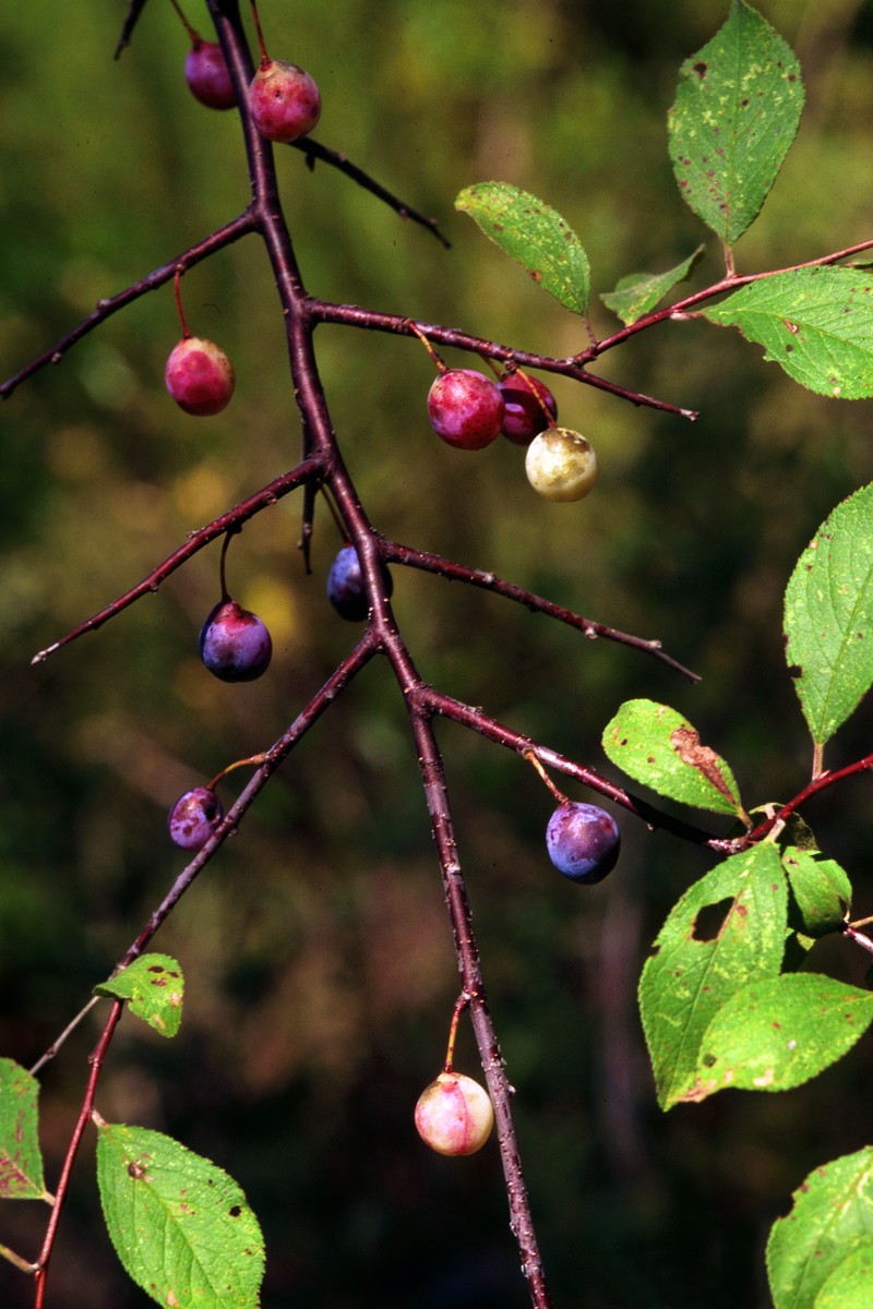 Hog Plum photo 3