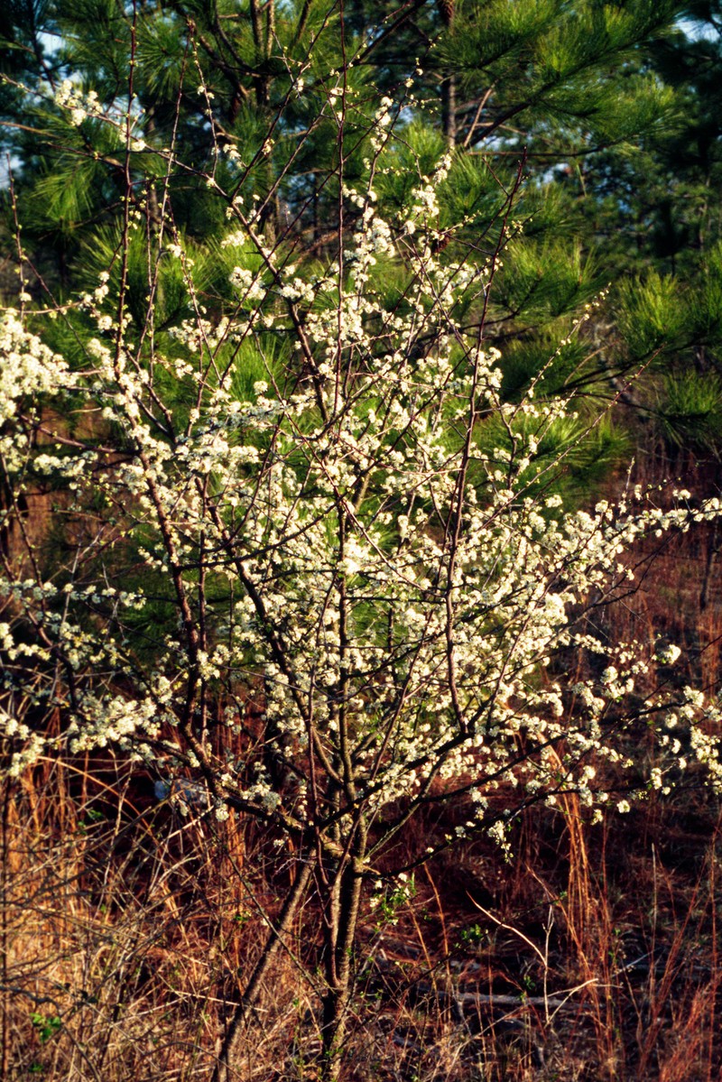 Allegheny Plum