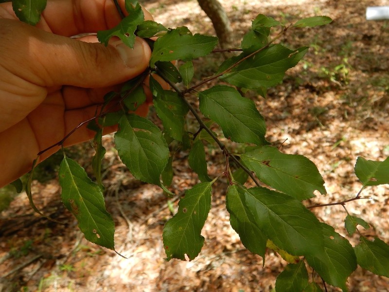 Allegheny Plum photo 4
