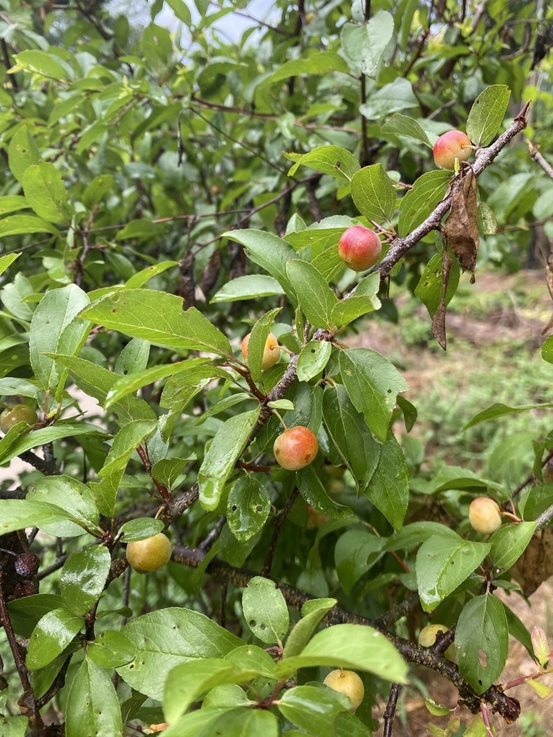 Allegheny Plum photo 5