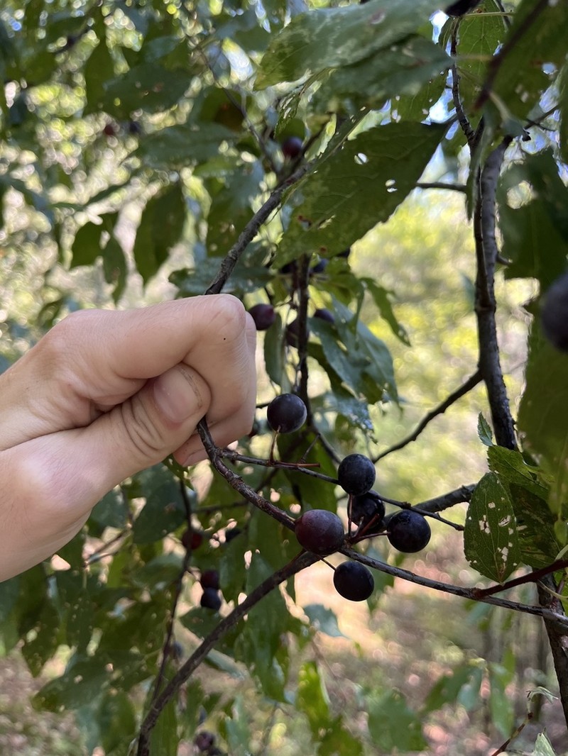 Allegheny Plum photo 7