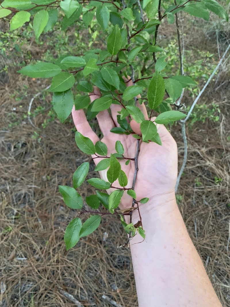 Hog Plum photo 6
