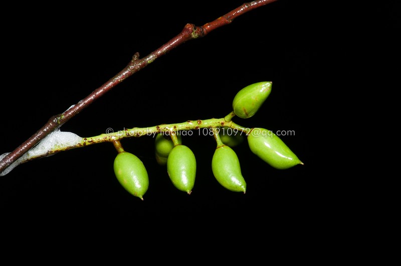 Prunus undulata