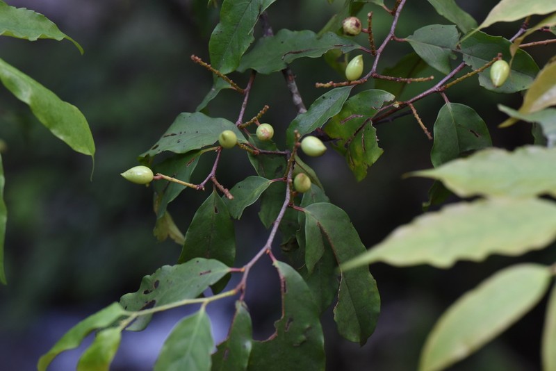 Prunus undulata photo 2