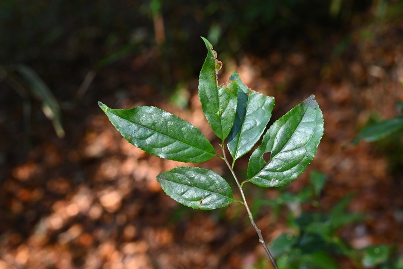 Prunus undulata photo 3