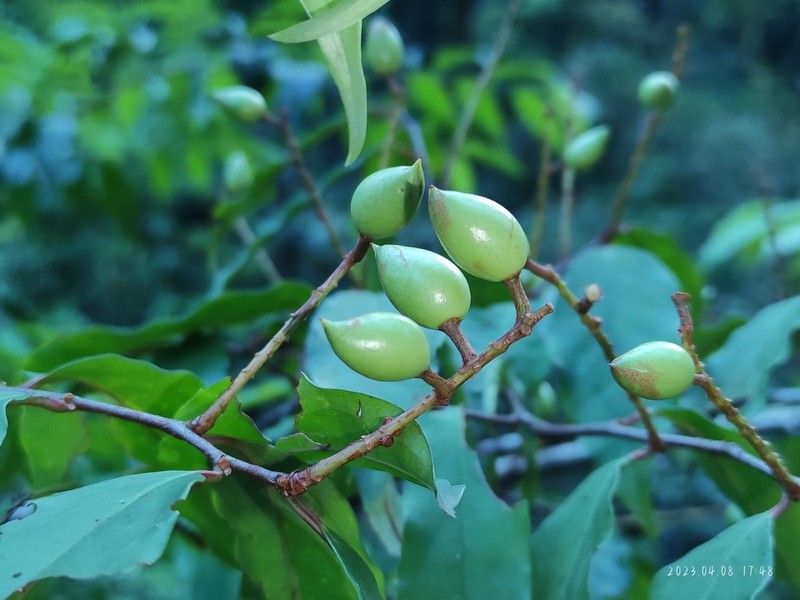 Prunus undulata photo 4