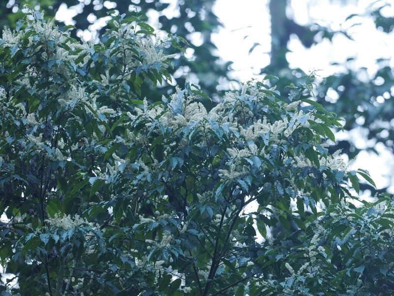 Prunus undulata photo 5