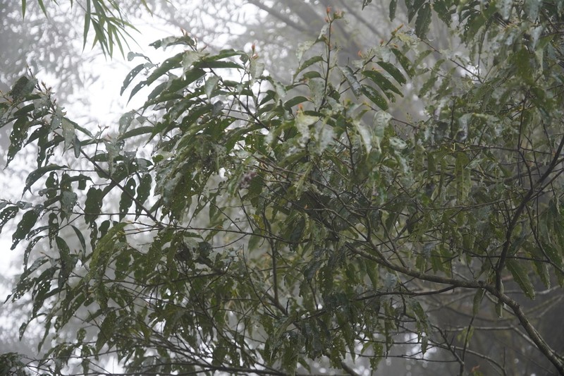 Prunus undulata photo 6