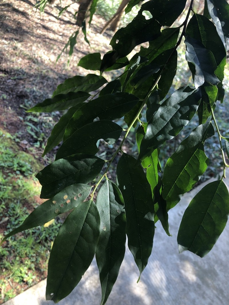 Prunus undulata photo 7