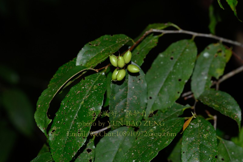 Prunus undulata photo 8