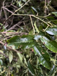 Prunus urotaenia