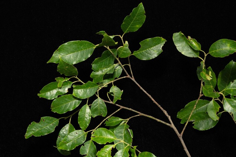 Prunus urotaenia photo 2