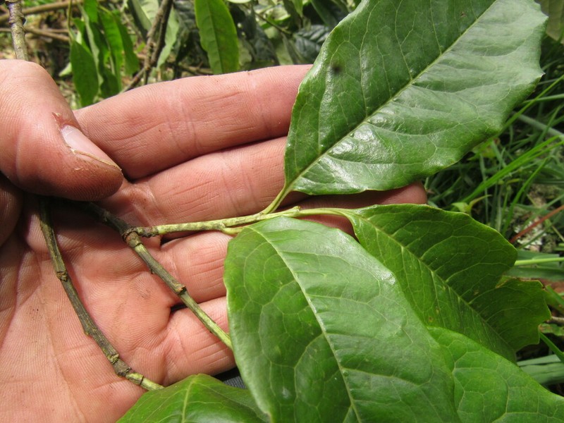 Prunus urotaenia photo 3