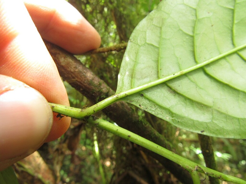 Prunus urotaenia photo 4