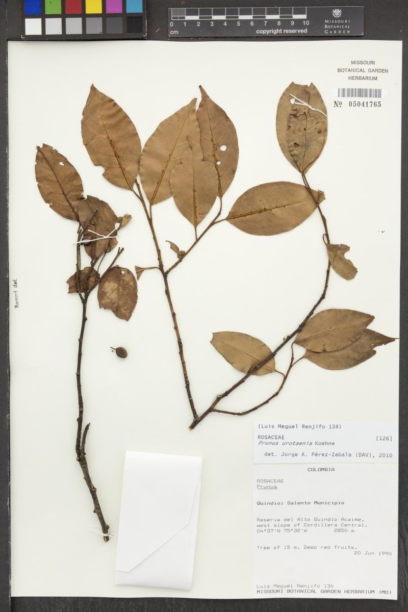 Prunus urotaenia photo 8