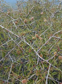 Prunus urumiensis