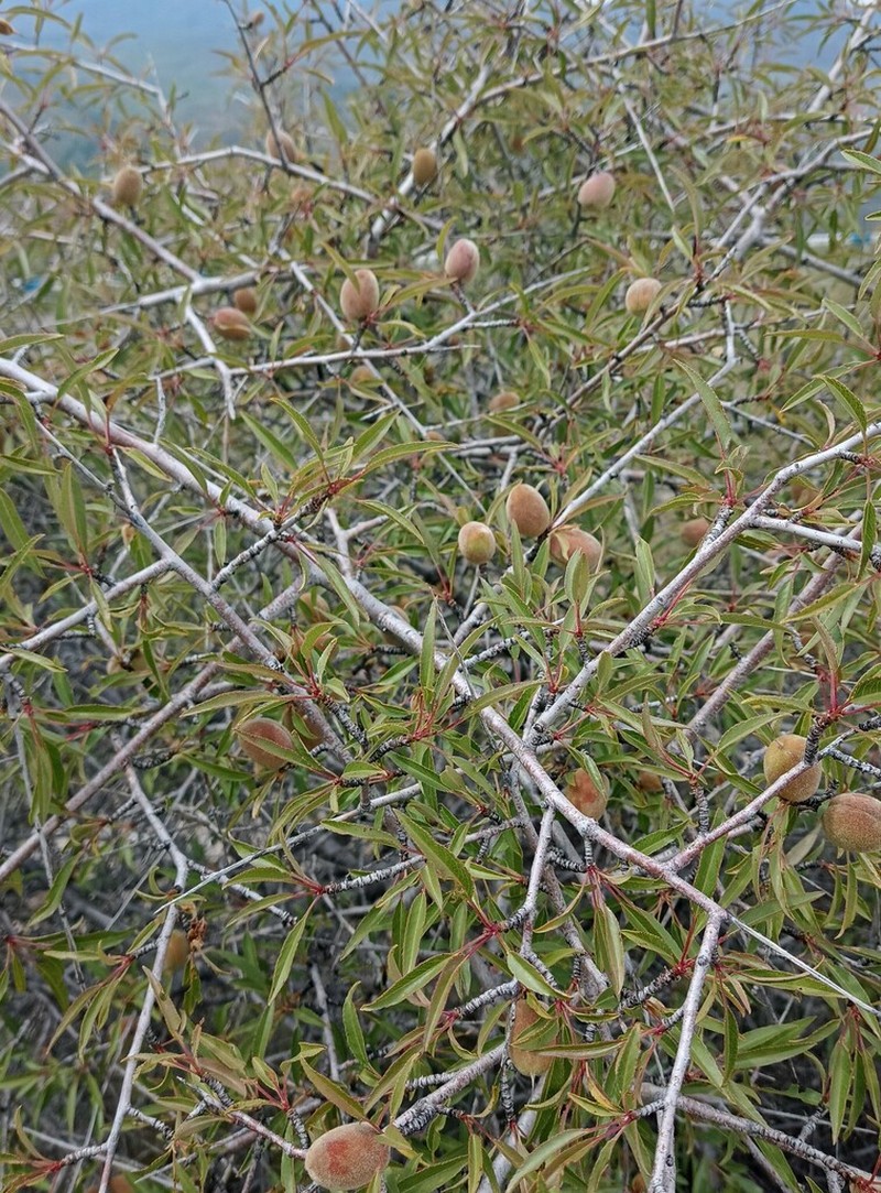 Prunus urumiensis