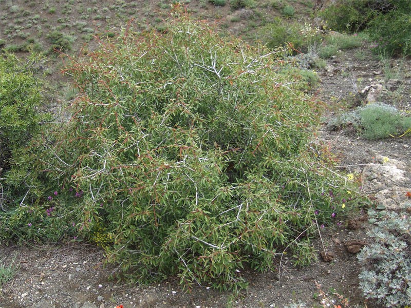 Prunus urumiensis photo 2