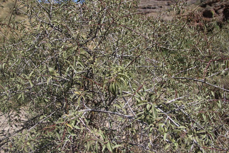 Prunus urumiensis photo 3