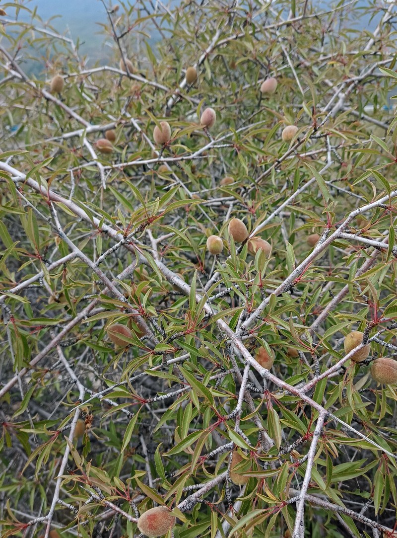 Prunus urumiensis photo 4