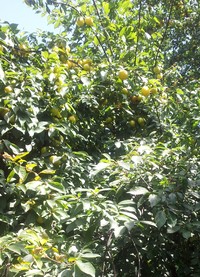 Prunus vachuschtii