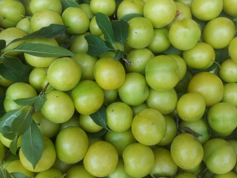 Prunus vachuschtii photo 2