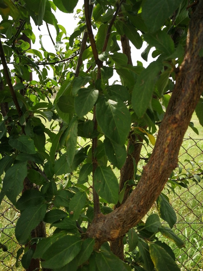 Prunus vachuschtii photo 3