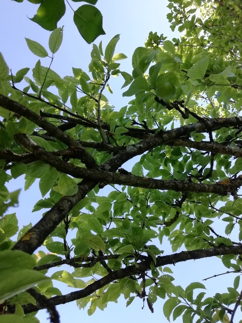 Prunus vachuschtii photo 5