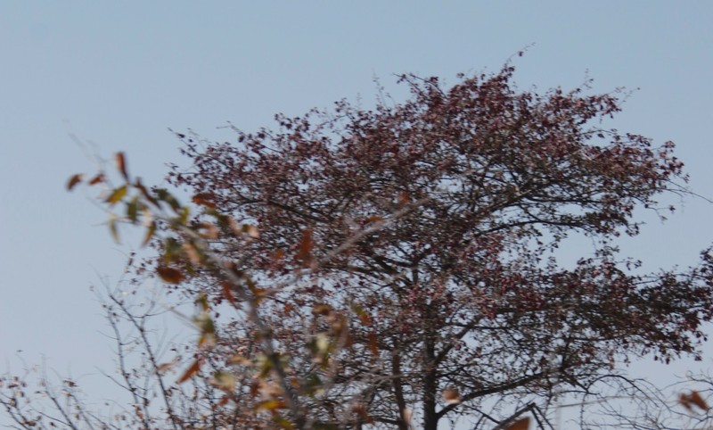 Prunus vachuschtii photo 6