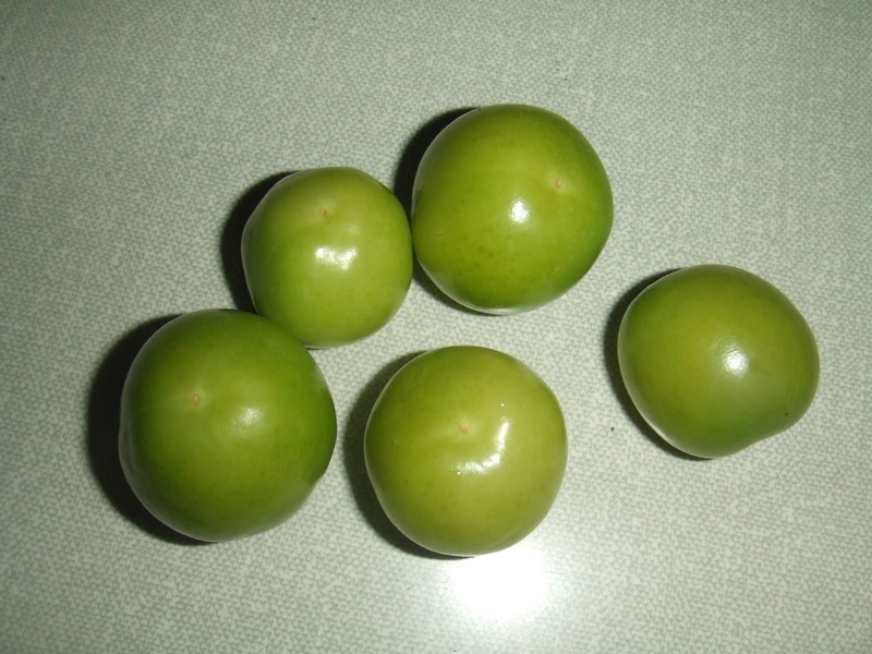 Prunus vachuschtii photo 7