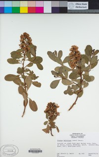 Prunus velutina