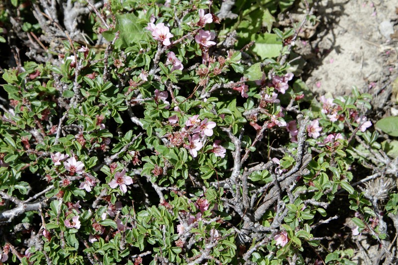 Prunus verrucosa