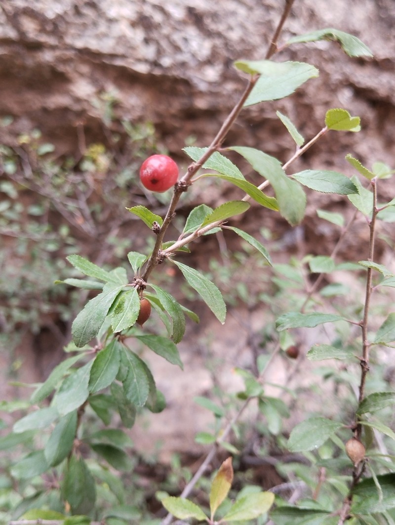 Prunus verrucosa photo 2