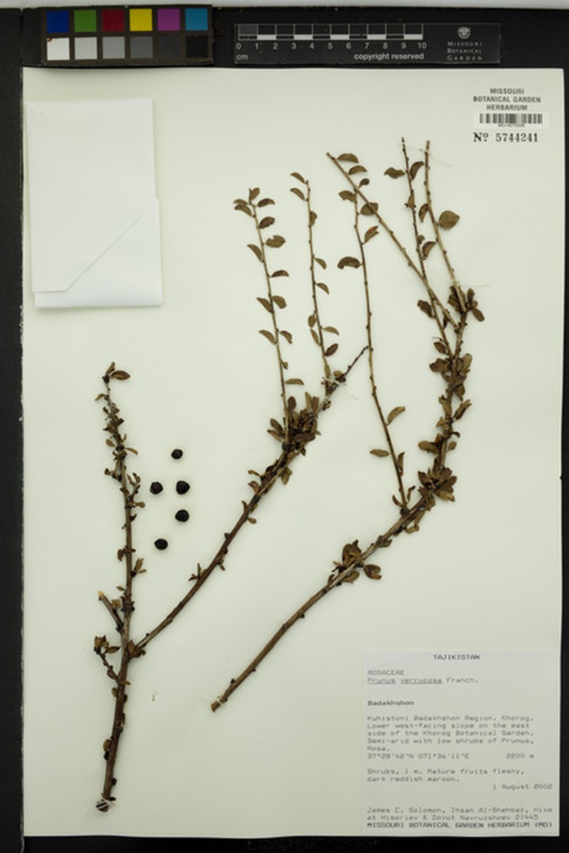 Prunus verrucosa photo 3