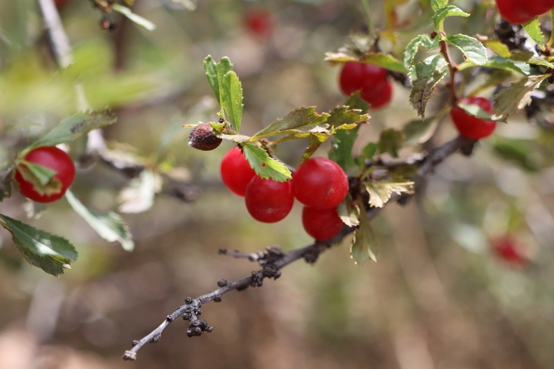 Prunus verrucosa photo 4